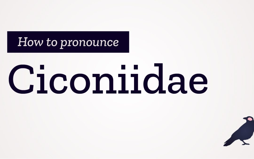 How to Pronounce Ciconiidae
