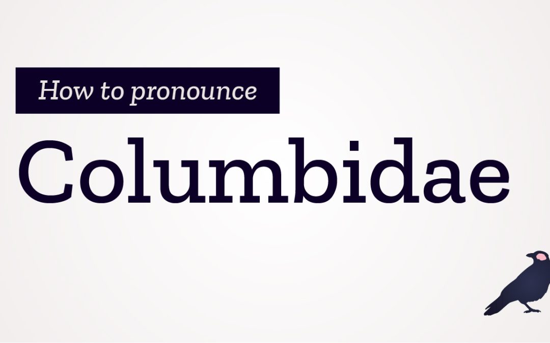 How to Pronounce Columbidae