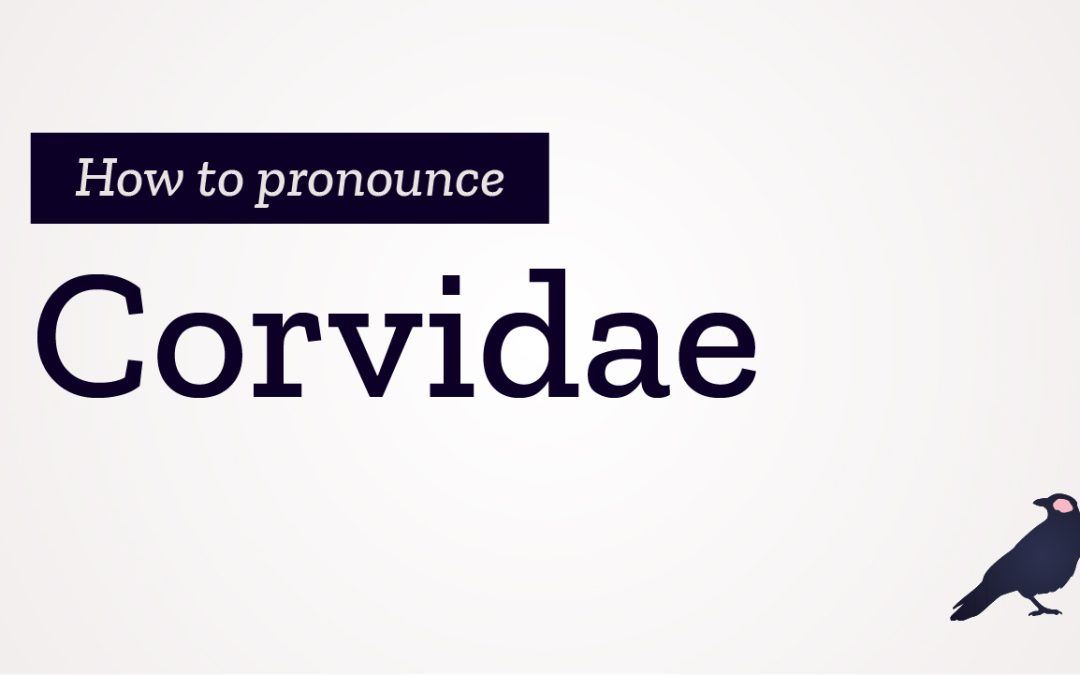 How to Pronounce Corvidae