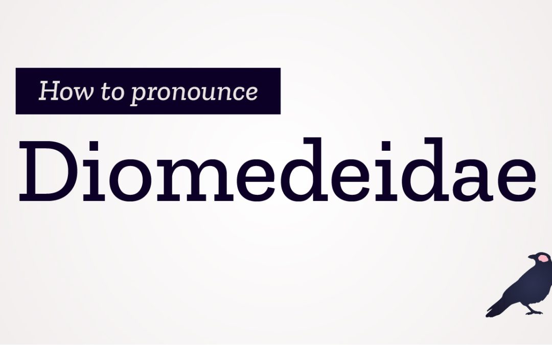 How to Pronounce Diomedeidae