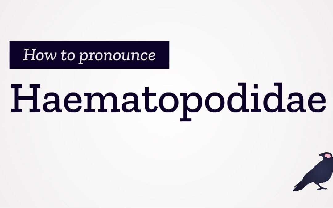 How to Pronounce Haematopodidae
