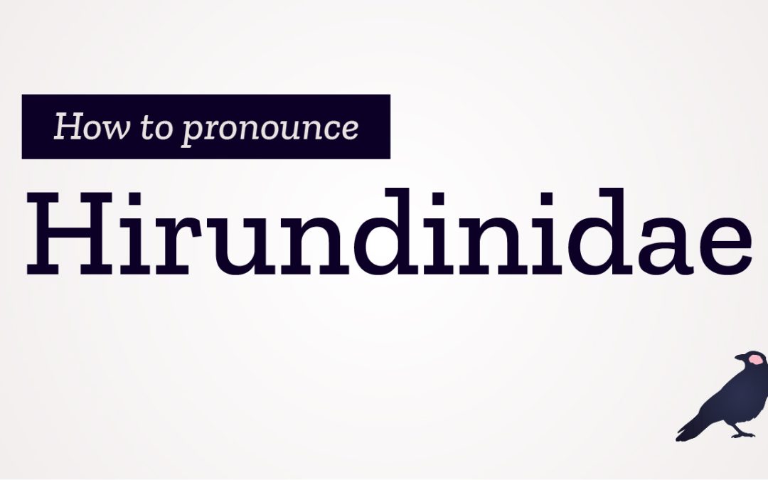 How to Pronounce Hirundinidae