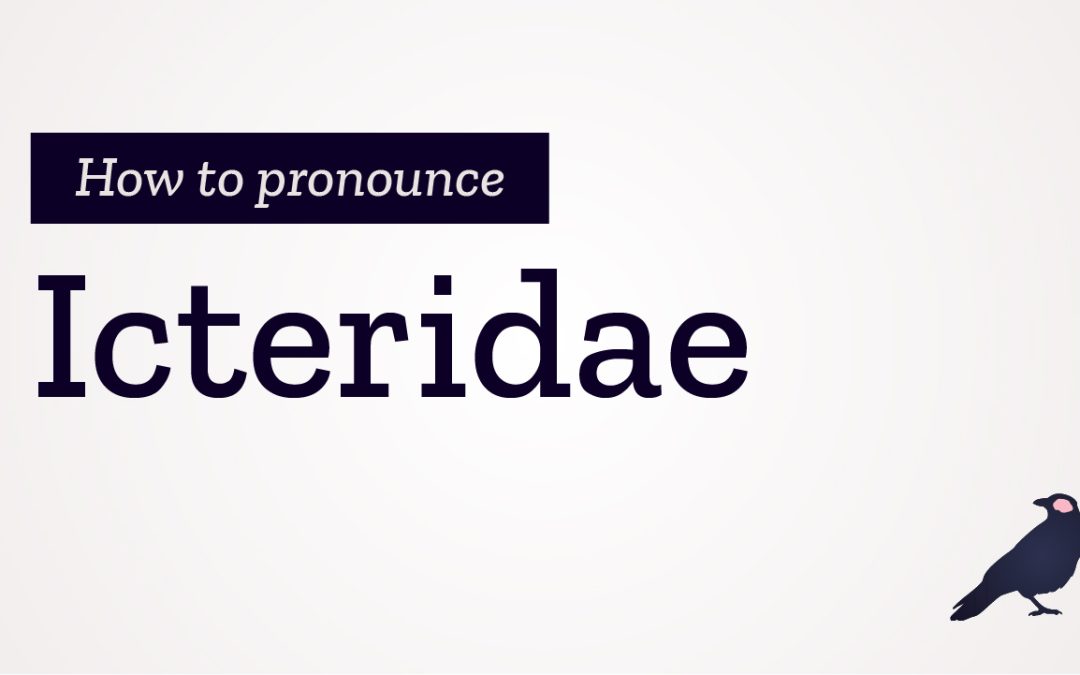 How to Pronounce Icteridae
