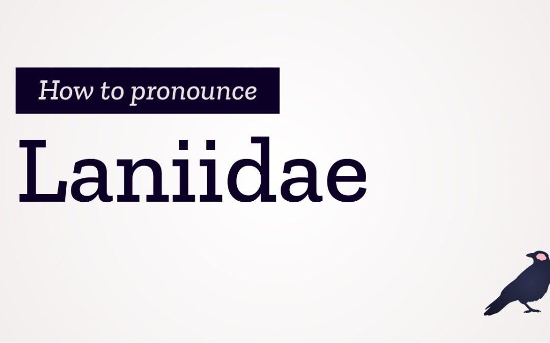 How to Pronounce Laniidae