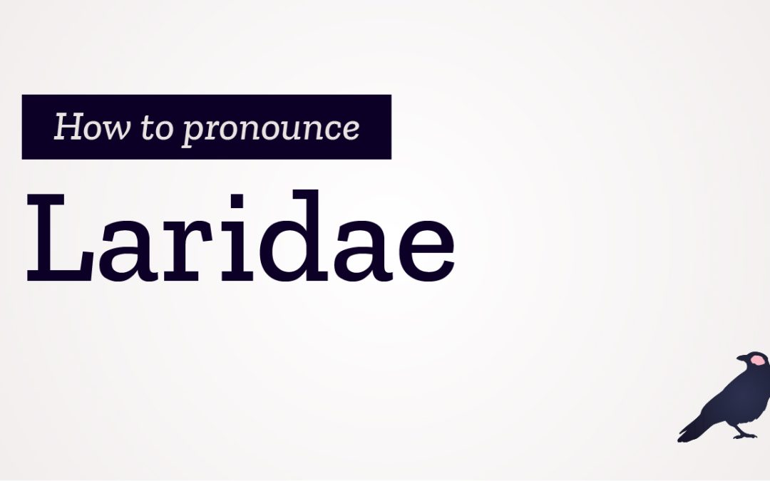 How to Pronounce Laridae