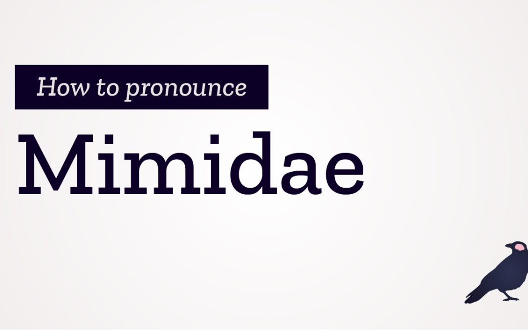 How to Pronounce Mimidae