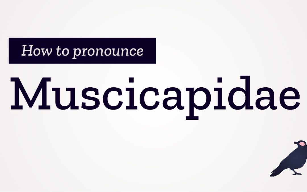 How to Pronounce Muscicapidae