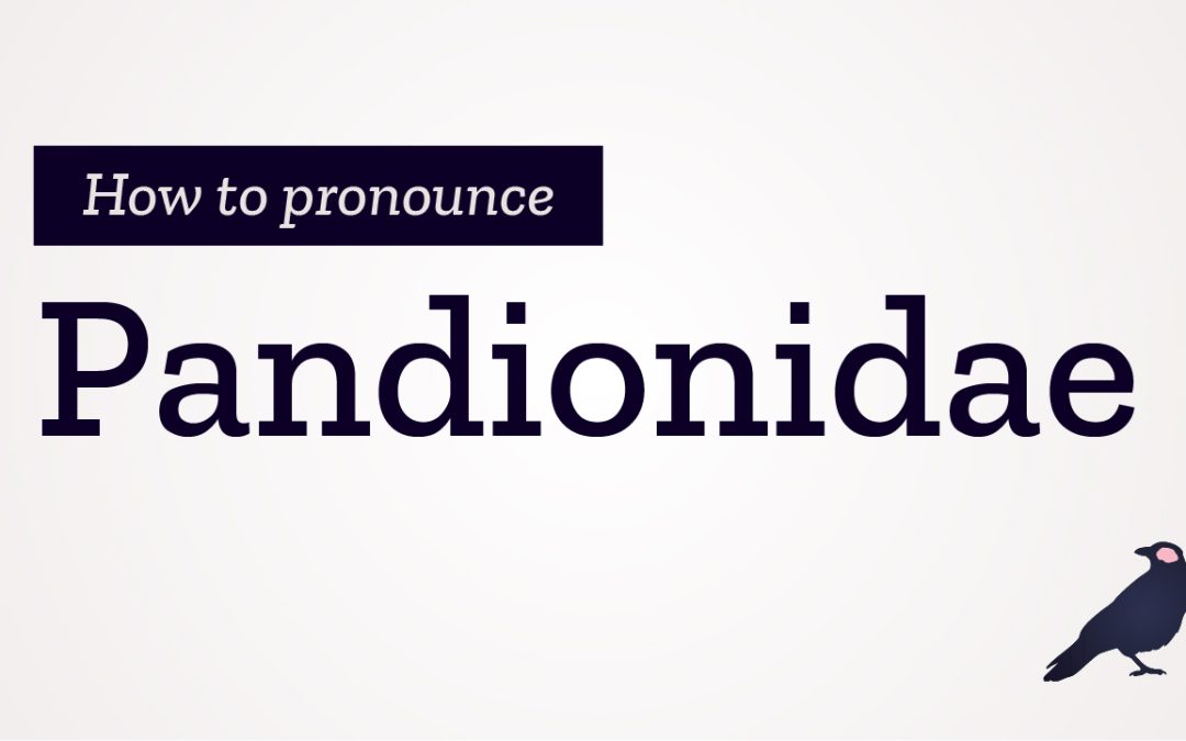 How to Pronounce Pandionidae