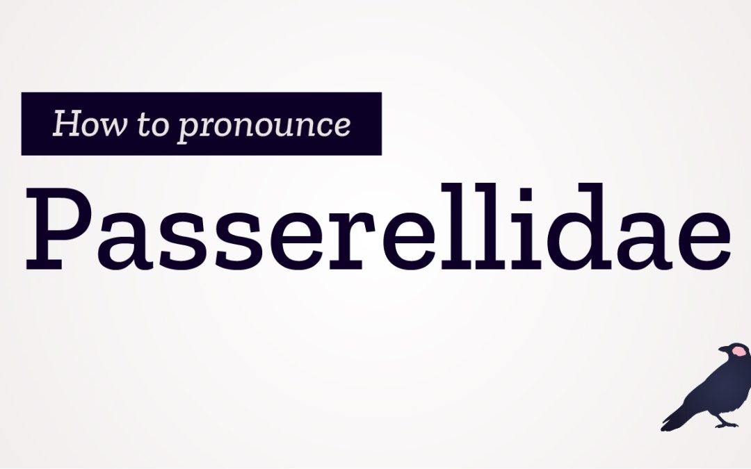 How to Pronounce Passerellidae