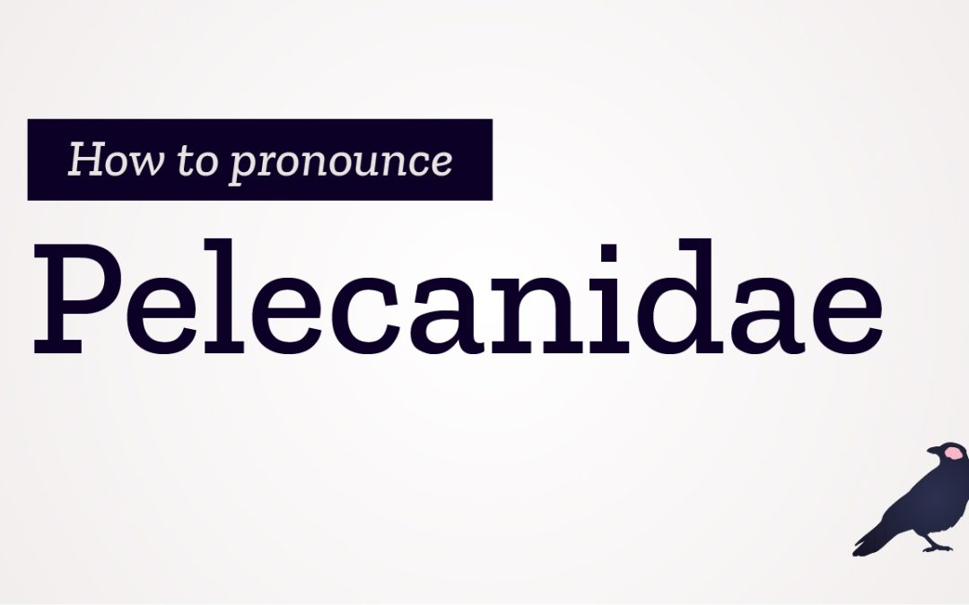 How to Pronounce Pelecanidae