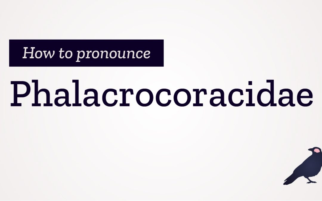 How to Pronounce Phalacrocoracidae