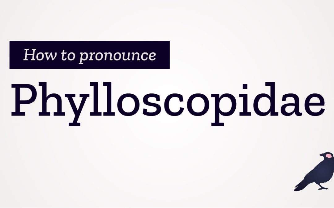 How to Pronounce Phylloscopidae