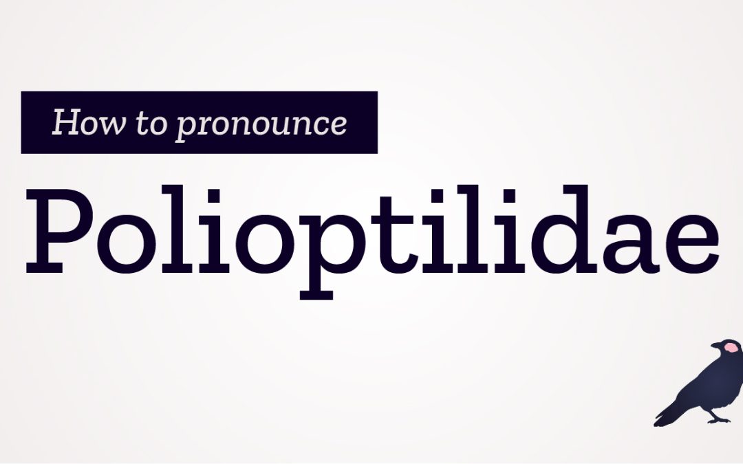 How to Pronounce Polioptilidae