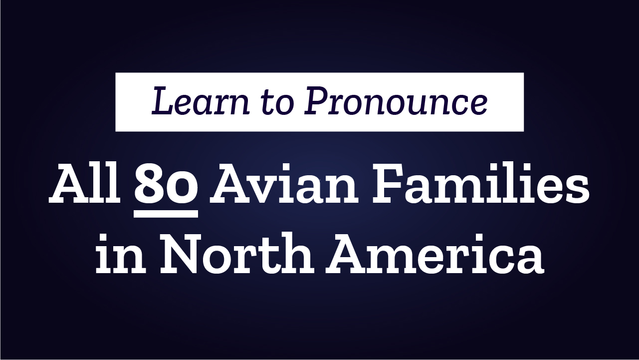 How to Pronounce the Names of North America’s Bird Families