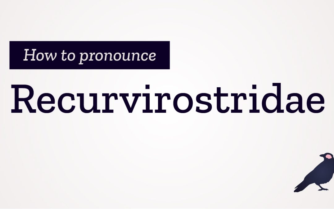 How to Pronounce Recurvirostridae