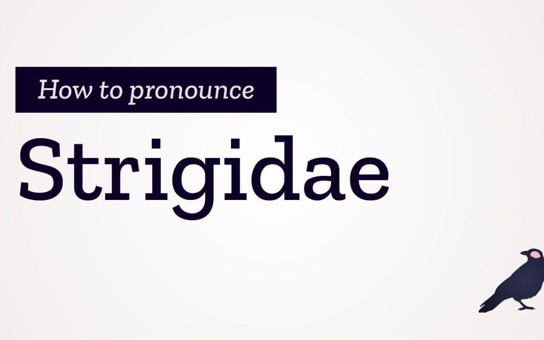 How to Pronounce Strigidae