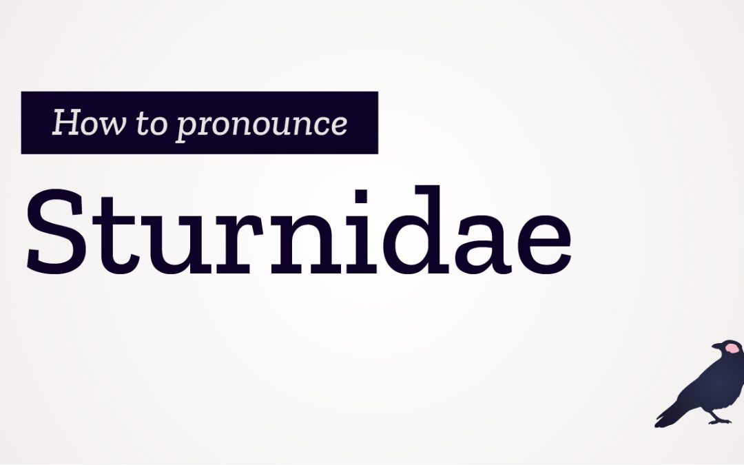 How to Pronounce Sturnidae