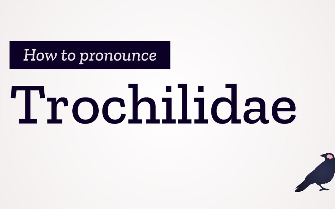 How to Pronounce Trochilidae